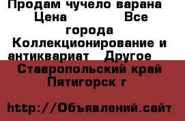 Продам чучело варана. › Цена ­ 15 000 - Все города Коллекционирование и антиквариат » Другое   . Ставропольский край,Пятигорск г.